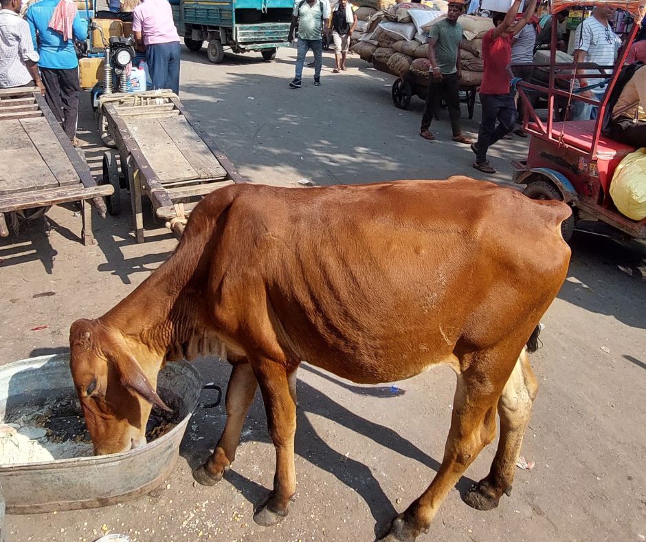 Delhi street