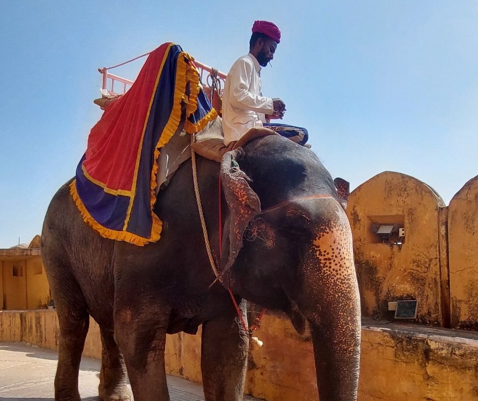 Slony v Amber Fort